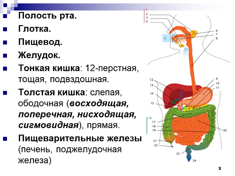 3 3 Полость рта. Глотка. Пищевод. Желудок. Тонкая кишка: 12-перстная, тощая, подвздошная. Толстая кишка: